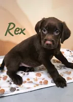 AKC Rex, a male Labrador Retriever for sale in Neosho, MO – 2 of 3
