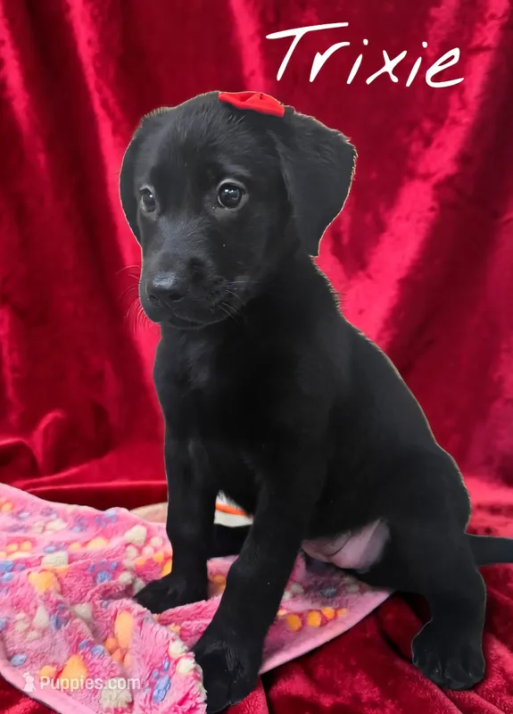 AKC Trixie – Labrador Retriever puppy for sale in Neosho, MO