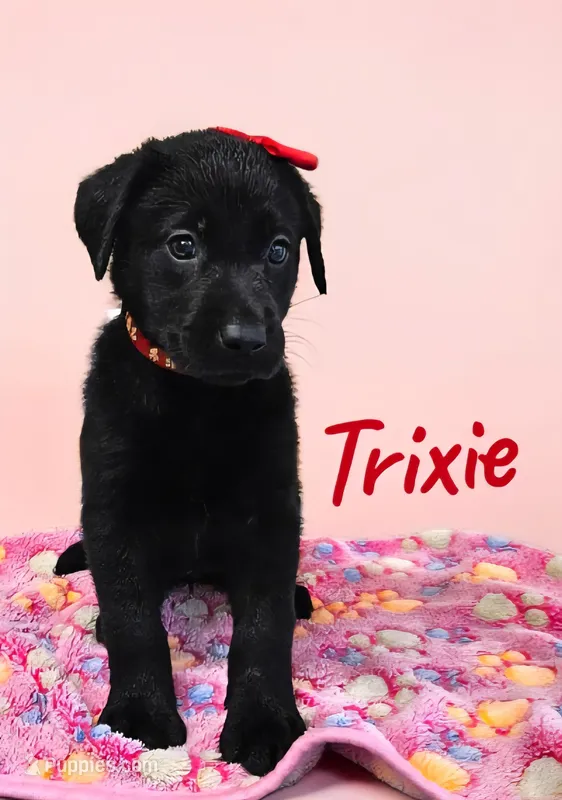 AKC Trixie – Labrador Retriever puppy for sale in Neosho, MO