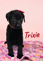 AKC Trixie, a female Labrador Retriever for sale in Neosho, MO – 5 of 8