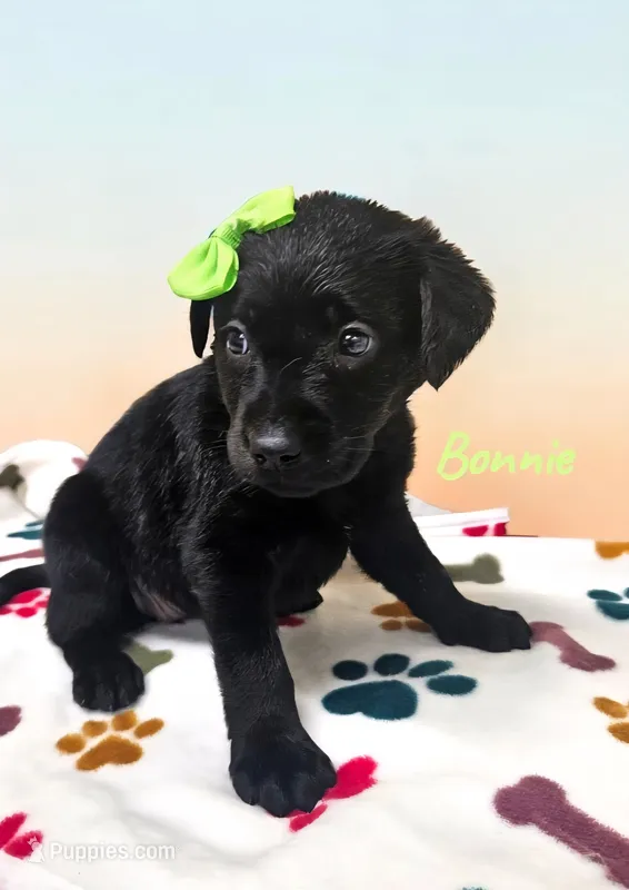 AKC Bonnie – Labrador Retriever puppy for sale in Neosho, MO