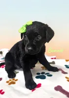 AKC Bonnie, a female Labrador Retriever for sale in Neosho, MO – 1 of 3