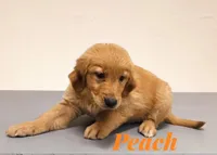 AKC Peach, a female Golden Retriever for sale in Neosho, MO – 3 of 9