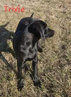 AKC Trixie, a female Labrador Retriever for sale in Neosho, MO – 4 of 10