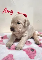 AKC Amy, a female Labrador Retriever for sale in Neosho, MO – 1 of 2