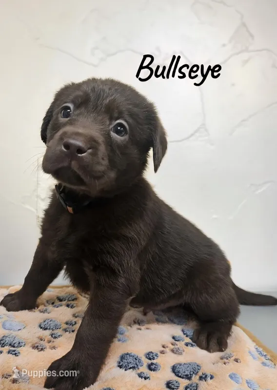 AKC Bullseye – Labrador Retriever puppy for sale in Neosho, MO