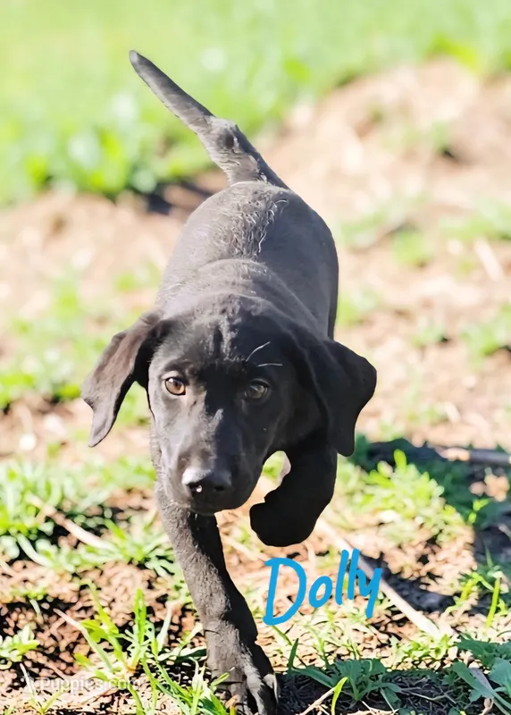 AKC Dolly – Labrador Retriever puppy for sale in Neosho, MO