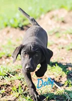 AKC Dolly, a female Labrador Retriever for sale in Neosho, MO – 5 of 10