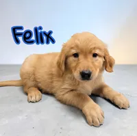 AKC Felix, a male Golden Retriever for sale in Neosho, MO – 2 of 5