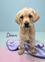 AKC Dawn, a female Labrador Retriever for sale in Neosho, MO – Photo 1 of 6