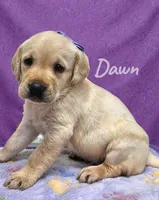 AKC Dawn, a female Labrador Retriever for sale in Neosho, MO – Photo 3 of 6