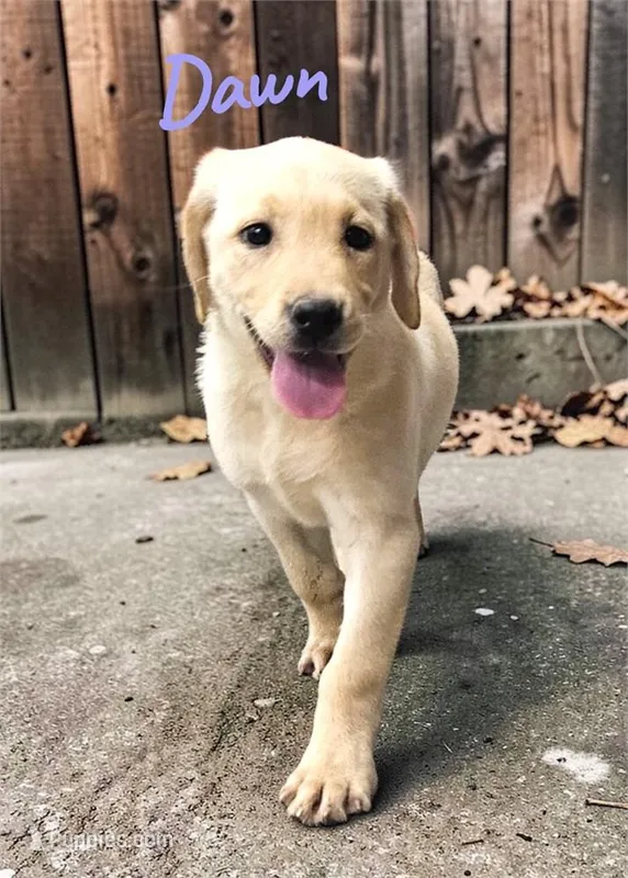 AKC Dawn – Labrador Retriever puppy for sale in Neosho, MO
