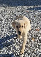AKC Dawn, a female Labrador Retriever for sale in Neosho, MO – Photo 5 of 6
