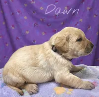 AKC Dawn, a female Labrador Retriever for sale in Neosho, MO – Photo 4 of 6