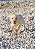 AKC Dawn, a female Labrador Retriever for sale in Neosho, MO – Photo 6 of 6