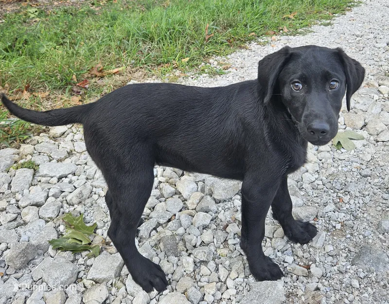 AKC Dolly – Labrador Retriever puppy for sale in Neosho, MO