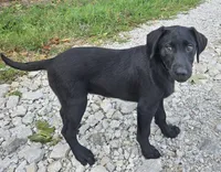 AKC Dolly, a female Labrador Retriever for sale in Neosho, MO – 2 of 10