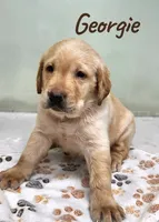 AKC Georgie, a male Labrador Retriever for sale in Neosho, MO – 2 of 4