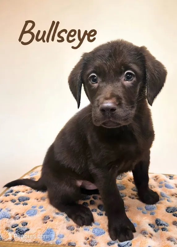 AKC Bullseye – Labrador Retriever puppy for sale in Neosho, MO