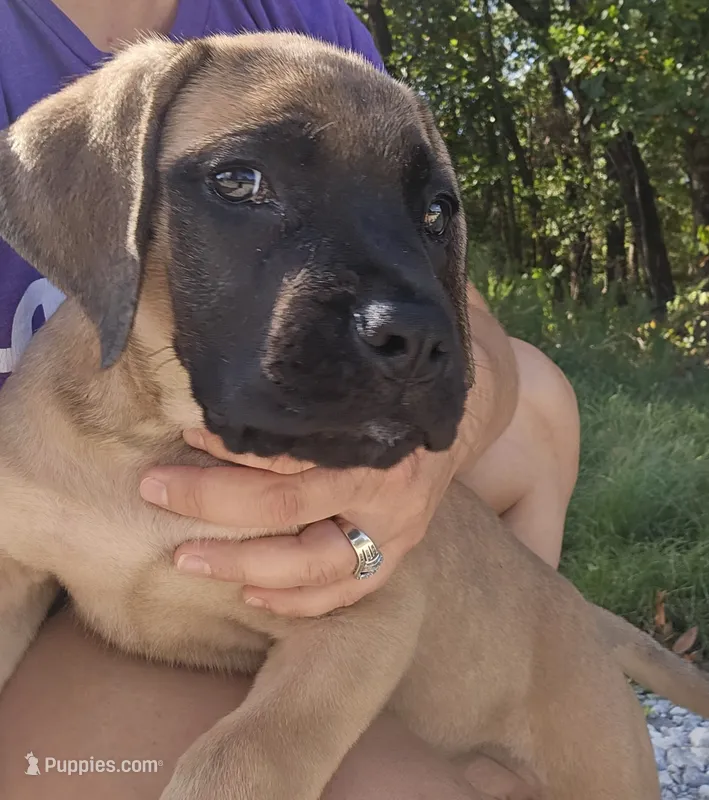 AKC Eve – English Mastiff puppy for sale in Neosho, MO