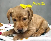AKC Priscilla, a female Labrador Retriever for sale in Neosho, MO – Photo 3 of 3