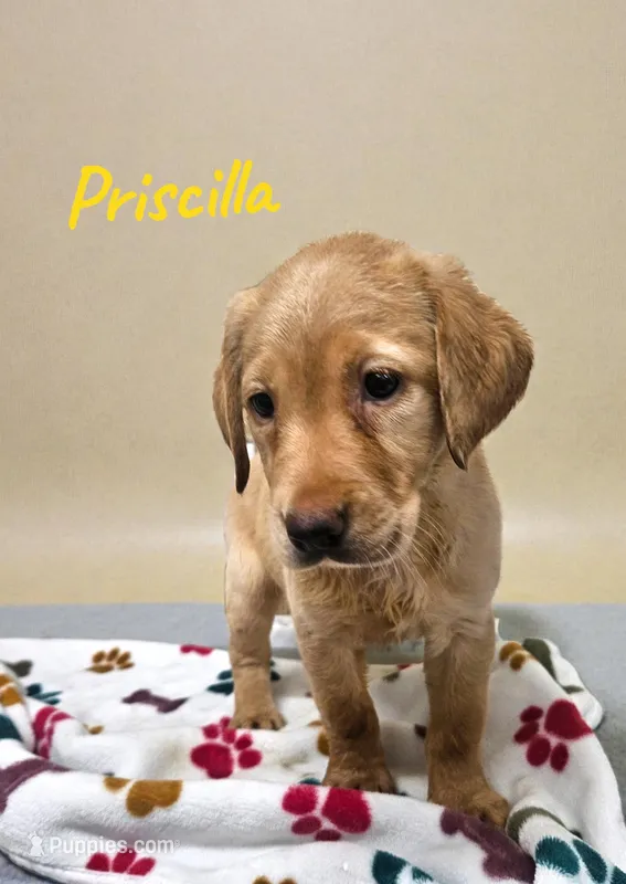 AKC Priscilla