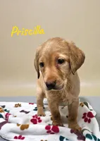 AKC Priscilla, a female Labrador Retriever for sale in Neosho, MO – Photo 1 of 3