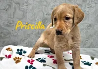 AKC Priscilla, a female Labrador Retriever for sale in Neosho, MO – Photo 2 of 3