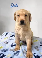 AKC Dale, a male Labrador Retriever for sale in Neosho, MO – 2 of 4