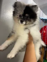 Rocky Road, a male Pomeranian for sale in Torrance, CA – 3 of 3