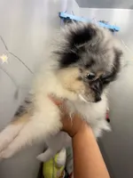 Rocky Road, a male Pomeranian for sale in Torrance, CA – 1 of 3