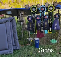 Frogman  JRTCA, a male Jack Russell Terrier for sale in Punta Gorda, FL – Photo 1 of 3