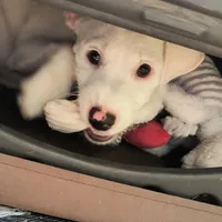 Whiskers Pete  JRTCA, a male Jack Russell Terrier for sale in Punta Gorda, FL – Photo 1 of 6