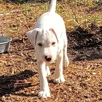 Whiskers Pete  JRTCA, a male Jack Russell Terrier for sale in Punta Gorda, FL – Photo 2 of 6