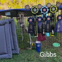 Whiskers Pete  JRTCA, a male Jack Russell Terrier for sale in Punta Gorda, FL – Photo 4 of 6