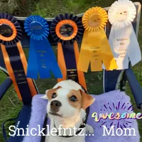 Whiskers Pete  JRTCA, a male Jack Russell Terrier for sale in Punta Gorda, FL – Photo 3 of 6