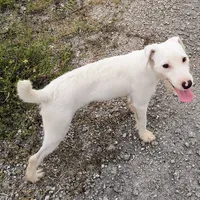 Whiskers Pete  JRTCA, a male Jack Russell Terrier for sale in Punta Gorda, FL – Photo 5 of 6