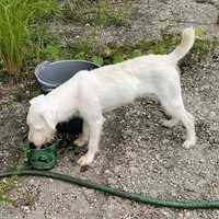 Whiskers Pete  JRTCA, a male Jack Russell Terrier for sale in Punta Gorda, FL – Photo 6 of 6