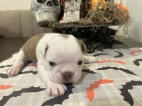 Jason, a male Boston Terrier for sale in Porter, TX – 1 of 3