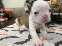 Brownie, a male Boston Terrier for sale in Porter, TX – 2 of 3