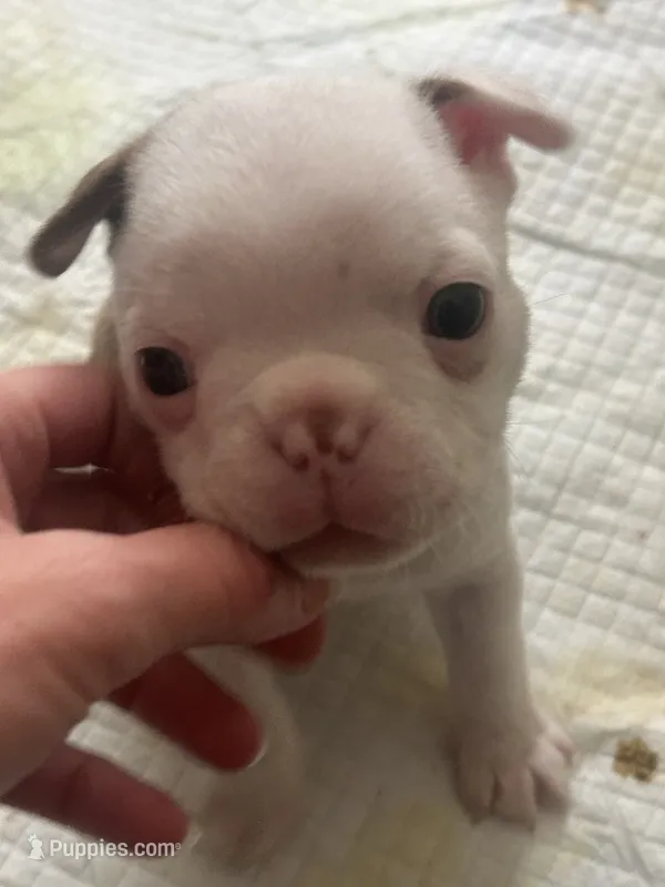 Brownie – Boston Terrier puppy for sale in Porter, TX