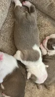  Cupcake, a female Boston Terrier for sale in Porter, TX – 3 of 3