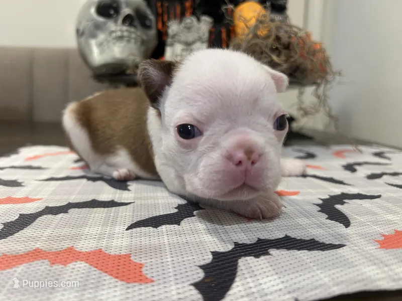 Brownie – Boston Terrier puppy for sale in Porter, TX