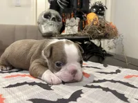 Freddy, a male Boston Terrier for sale in Porter, TX – 2 of 3