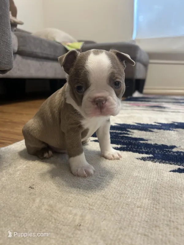 Freddy – Boston Terrier puppy for sale in Porter, TX
