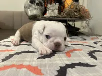 Jason, a male Boston Terrier for sale in Porter, TX – 3 of 3