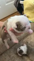  Cupcake, a female Boston Terrier for sale in Porter, TX – 2 of 3