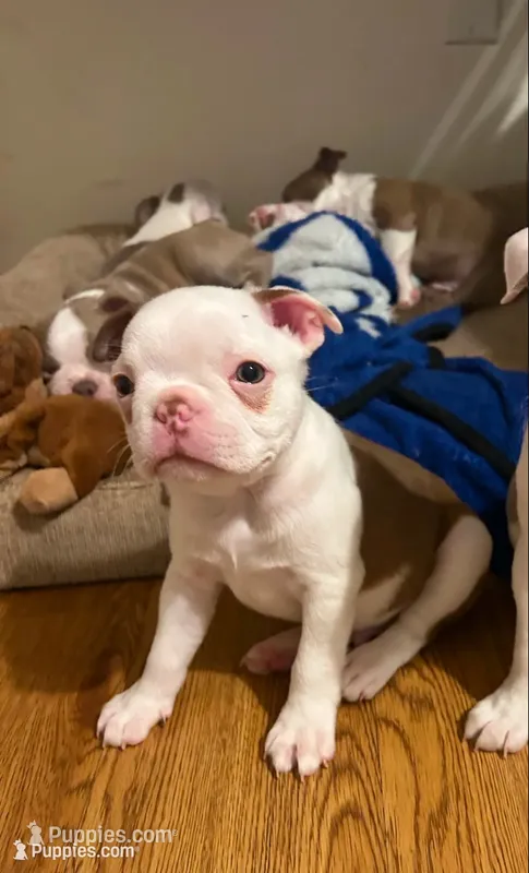 Brownie – Boston Terrier puppy for sale in Porter, TX