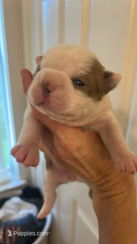  Cupcake – Boston Terrier puppy on hold in Porter, TX