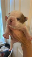  Cupcake, a female Boston Terrier for sale in Porter, TX – 1 of 3